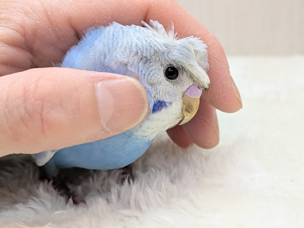 最新画像あります!もさっと頭が特徴ですっ💕くるっと♪梵天セキセイインコ⭐️ 羽衣セキセイインコ