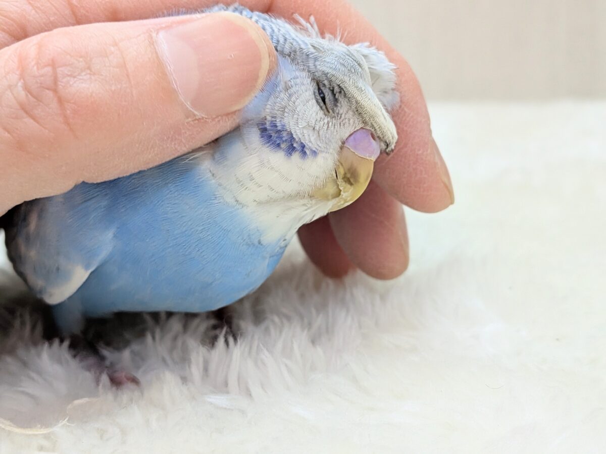 最新画像あります!もさっと頭が特徴ですっ💕くるっと♪梵天セキセイインコ⭐️ 羽衣セキセイインコ