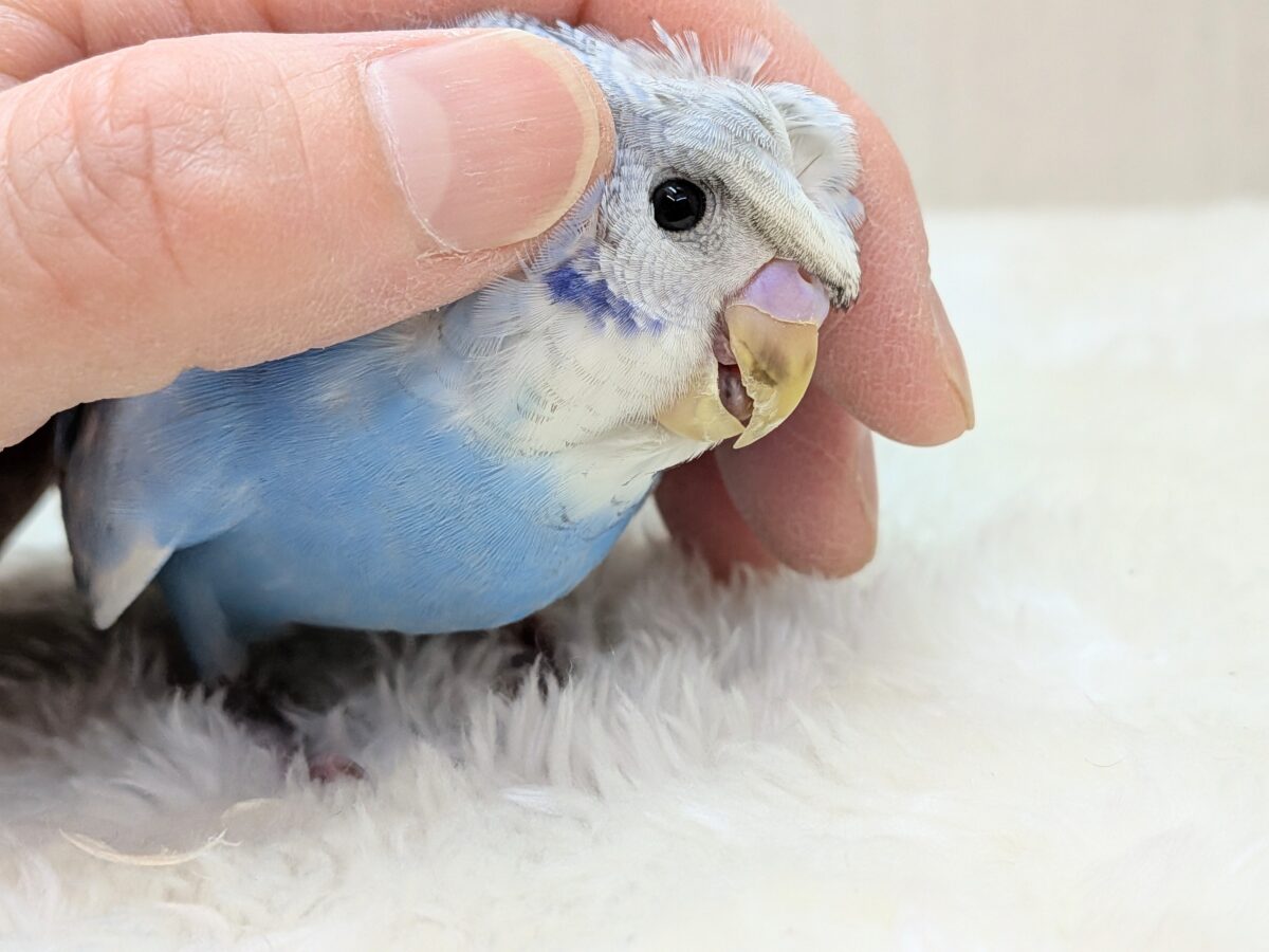 最新画像あります!もさっと頭が特徴ですっ💕くるっと♪梵天セキセイインコ⭐️ 羽衣セキセイインコ