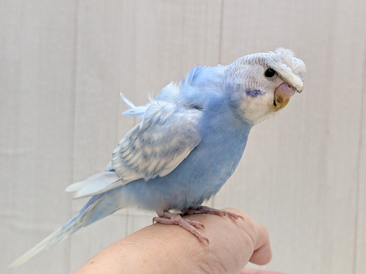 最新画像あります!もさっと頭が特徴ですっ💕くるっと♪梵天セキセイインコ⭐️ 羽衣セキセイインコ