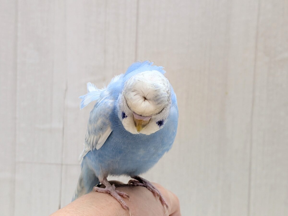 最新画像あります!もさっと頭が特徴ですっ💕くるっと♪梵天セキセイインコ⭐️ 羽衣セキセイインコ