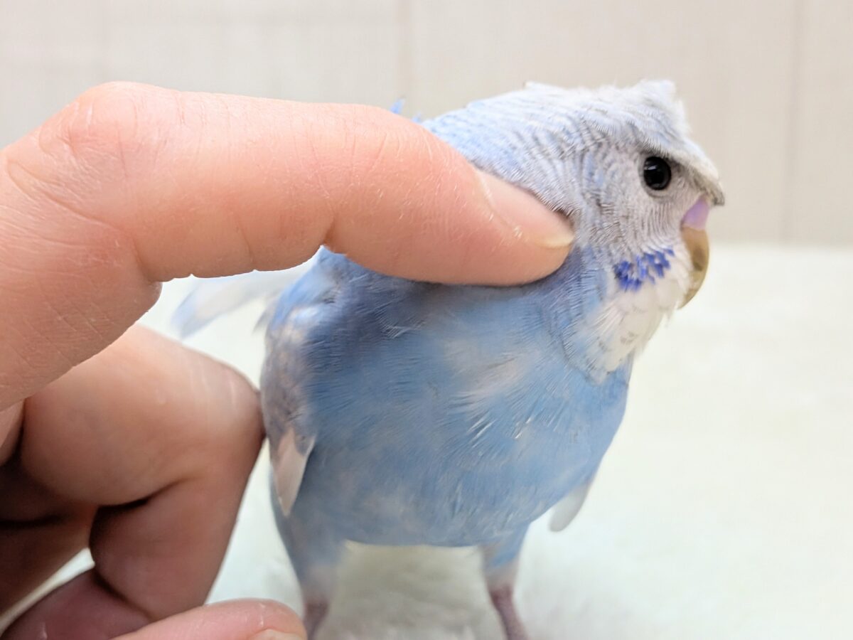 最新画像あります!もさっと頭が特徴ですっ💕くるっと♪梵天セキセイインコ⭐️ 羽衣セキセイインコ