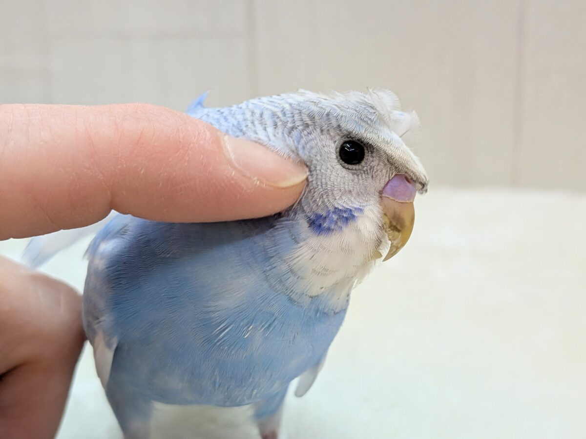 最新画像あります!もさっと頭が特徴ですっ💕くるっと♪梵天セキセイインコ⭐️ 羽衣セキセイインコ