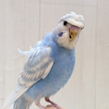 最新画像あります！もさっと頭が特徴ですっ💕くるっと♪梵天セキセイインコ⭐️