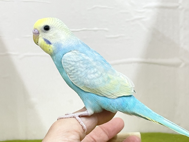 ★最新画像更新☆ 大人気!!レインボー系のセキセイちゃん②🌈🌈 セキセイインコ