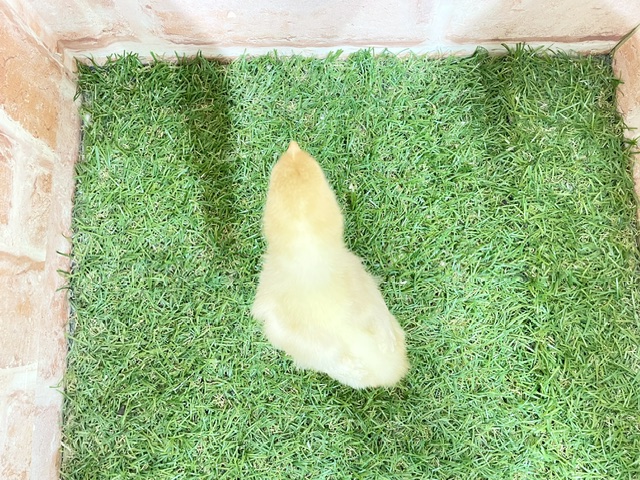 ピヨピヨ軍団登場!! ボリスブラウンのひよこたち!! 2026.7/10撮影 ボリスブラウン
