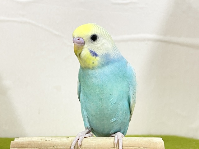 ★最新画像更新☆ 大人気!!レインボー系のセキセイちゃん②🌈🌈 セキセイインコ