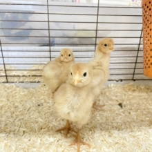 ピヨピヨ軍団登場!!　ボリスブラウンのひよこたち!!  2026.7/10撮影