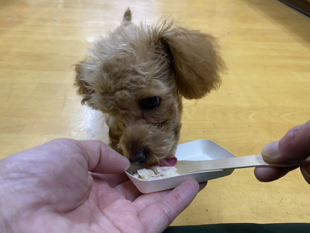 愛犬のわんにゃんアイス試食会! 説明画像です