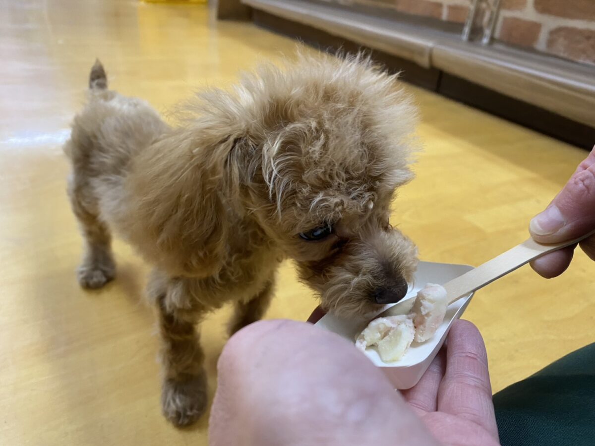 愛犬のわんにゃんアイス試食会! 説明画像です