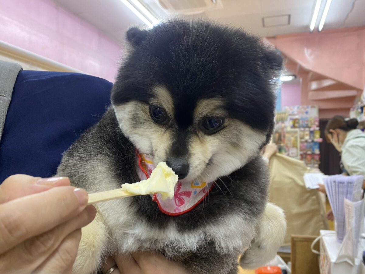 愛犬のわんにゃんアイス試食会! 説明画像です