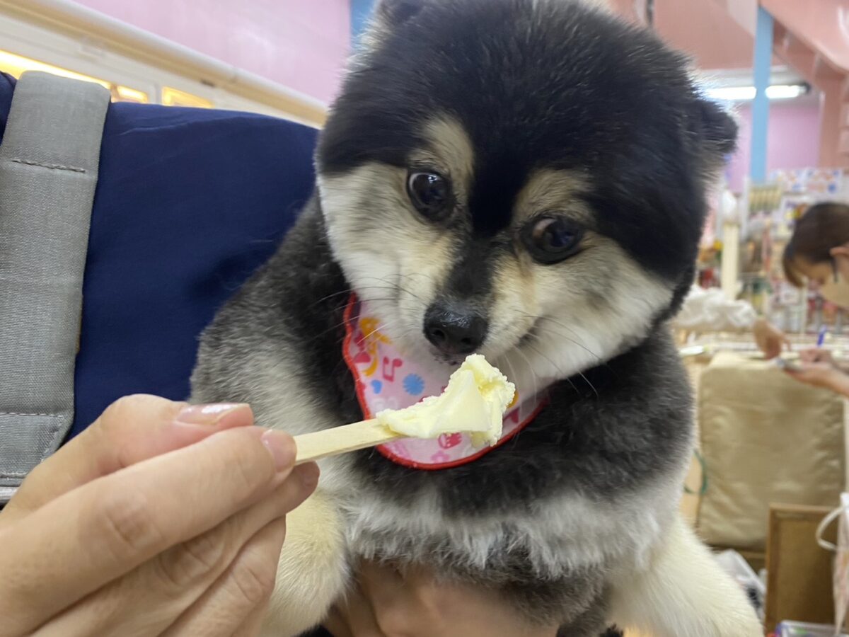 愛犬のわんにゃんアイス試食会! 説明画像です