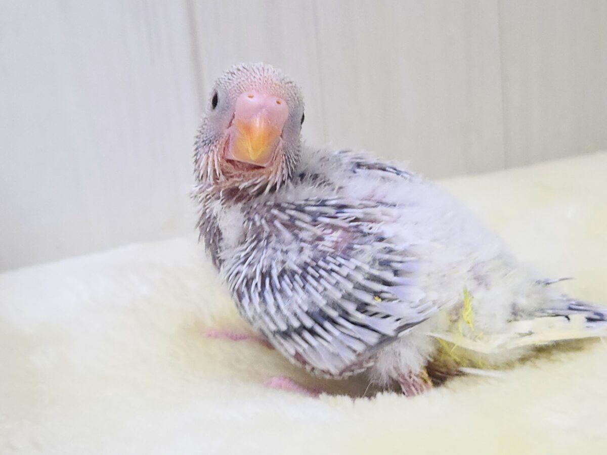 画像更新☆らららぁ〜ライっ♫ セキセイインコ ライラック~~ セキセイインコ