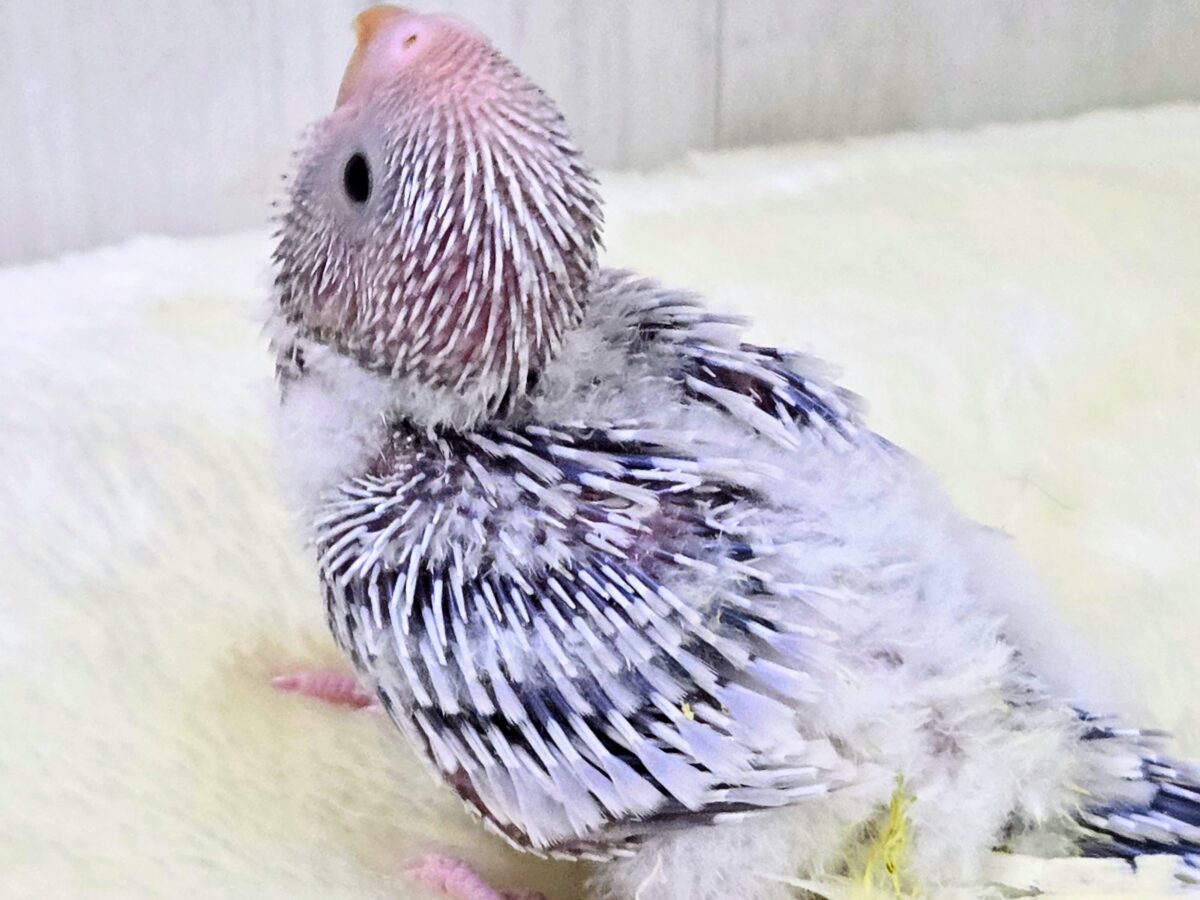 画像更新☆らららぁ〜ライっ♫ セキセイインコ ライラック~~ セキセイインコ