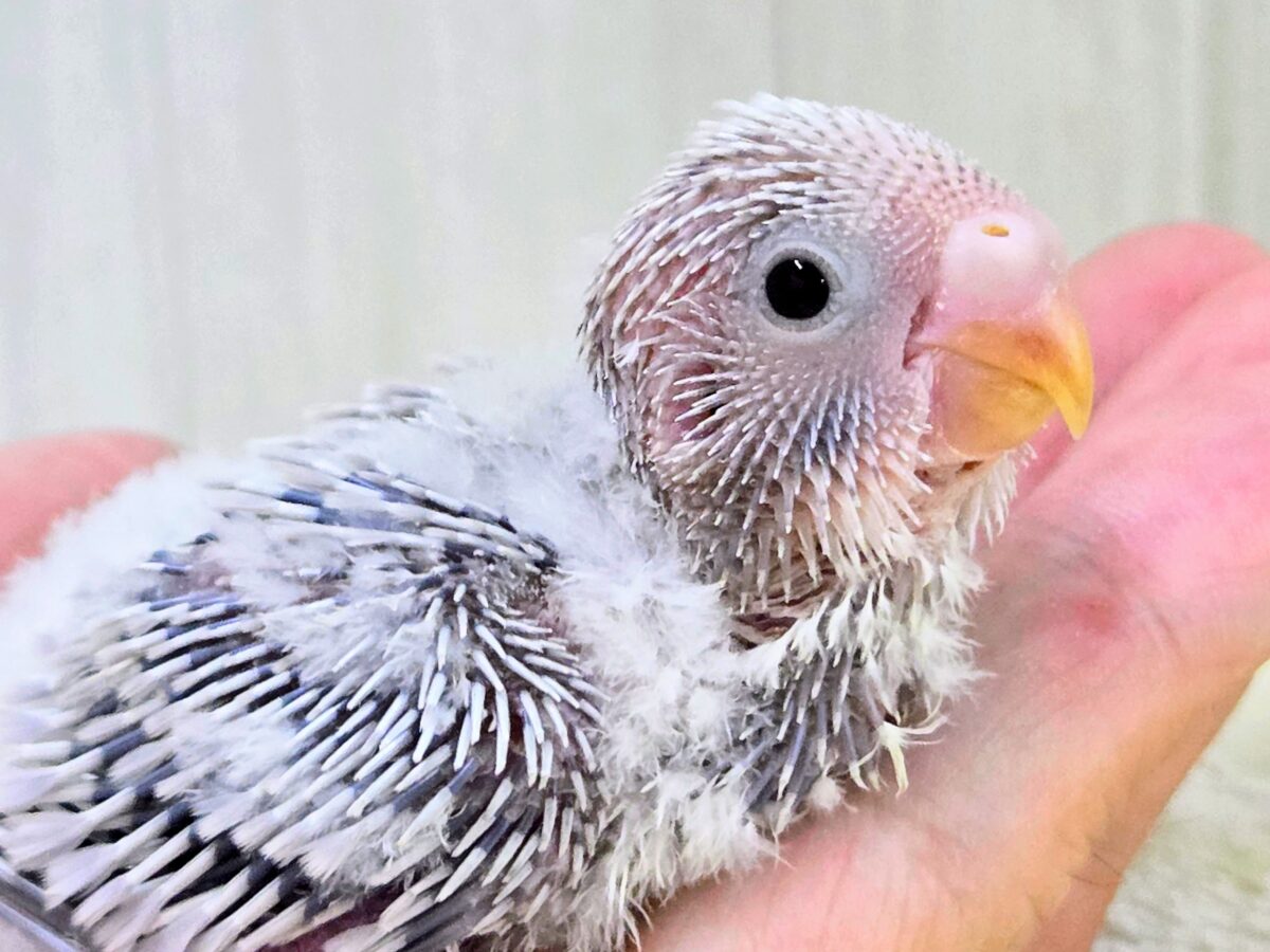 画像更新☆らららぁ〜ライっ♫ セキセイインコ ライラック~~ セキセイインコ