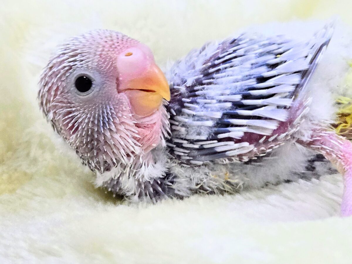 セキセイインコ