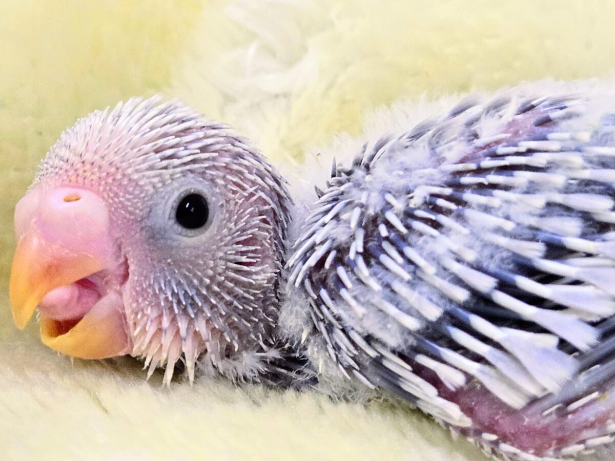 画像更新☆らららぁ〜ライっ♫ セキセイインコ ライラック~~ セキセイインコ