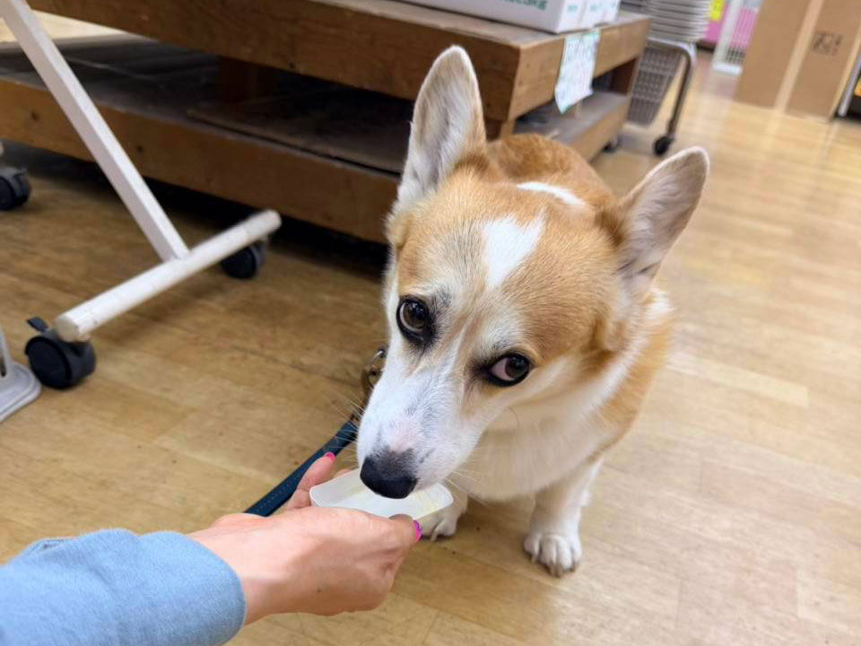 愛犬のわんにゃんアイス試食会! 説明画像です