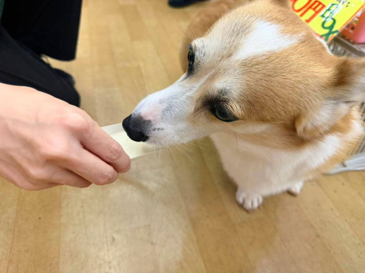愛犬のわんにゃんアイス試食会! 説明画像です