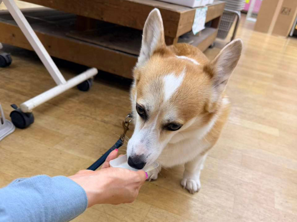 愛犬のわんにゃんアイス試食会! 説明画像です