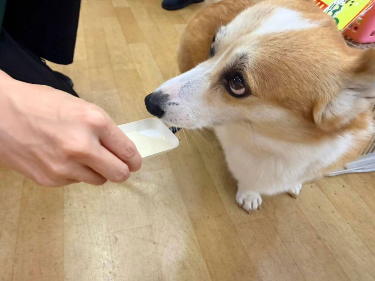 愛犬のわんにゃんアイス試食会! 説明画像です