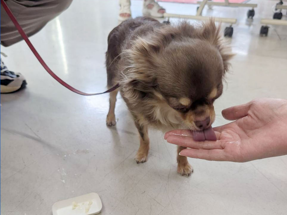 愛犬のわんにゃんアイス試食会! 説明画像です