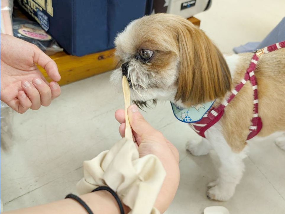 愛犬のわんにゃんアイス試食会! 説明画像です