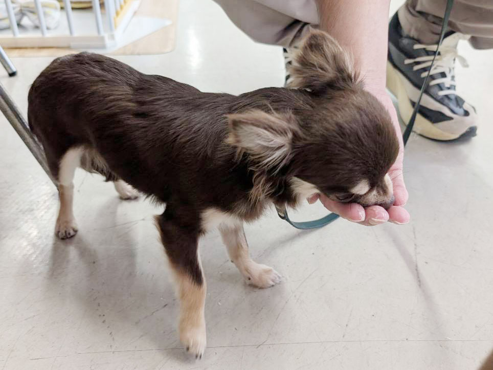 愛犬のわんにゃんアイス試食会! 説明画像です
