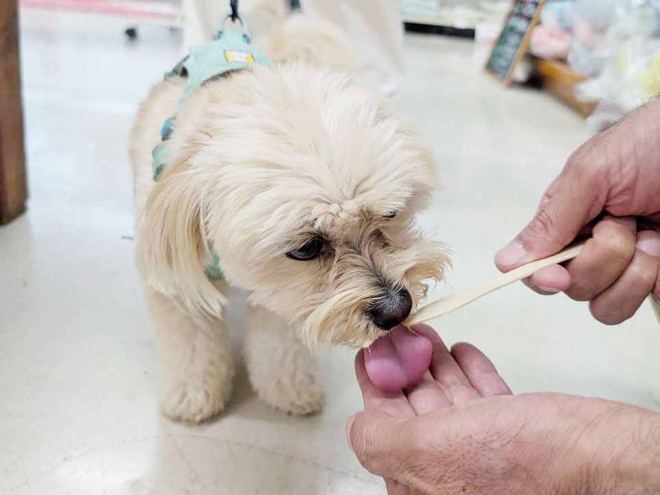 愛犬のわんにゃんアイス試食会! 説明画像です