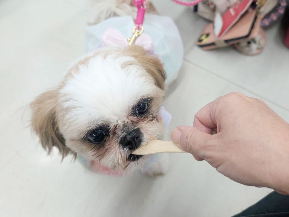 愛犬のわんにゃんアイス試食会! 説明画像です