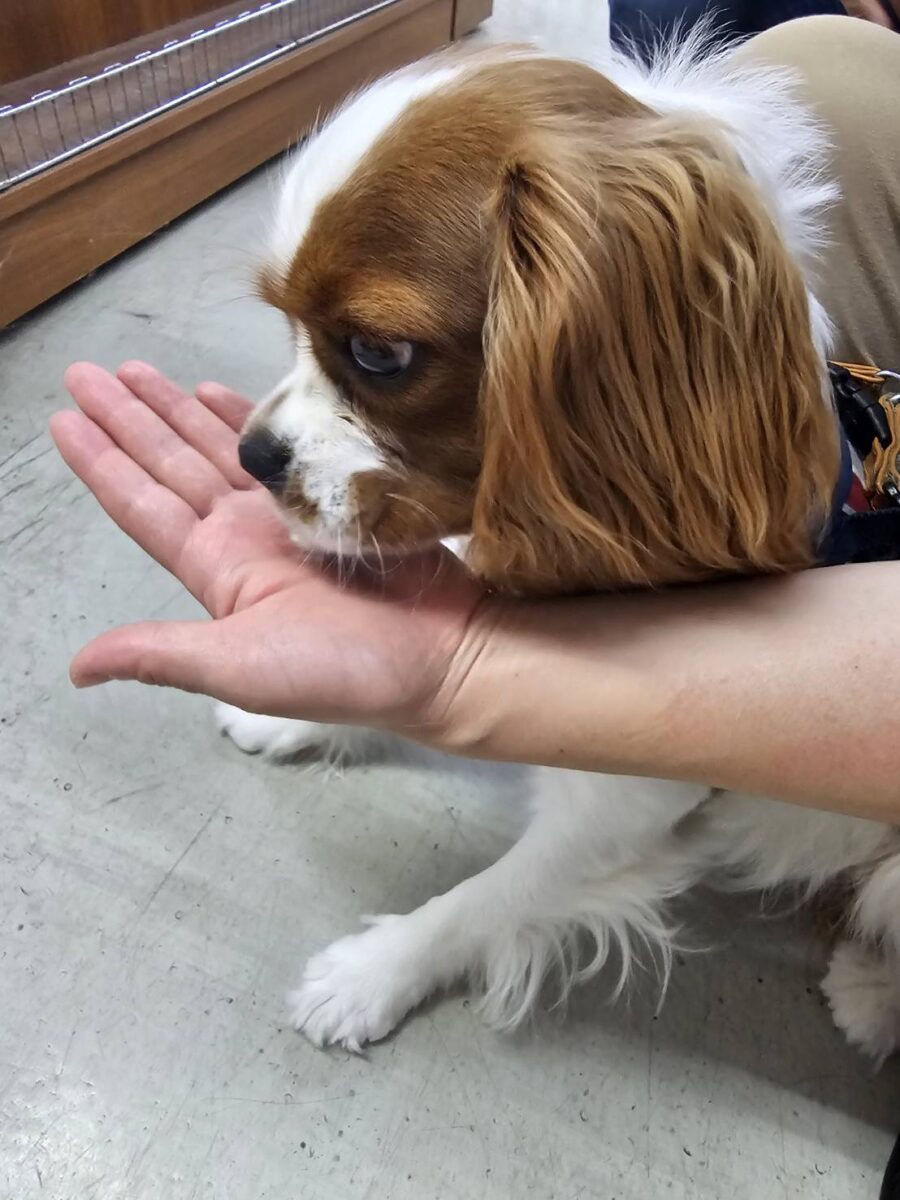 愛犬のわんにゃんアイス試食会! 説明画像です