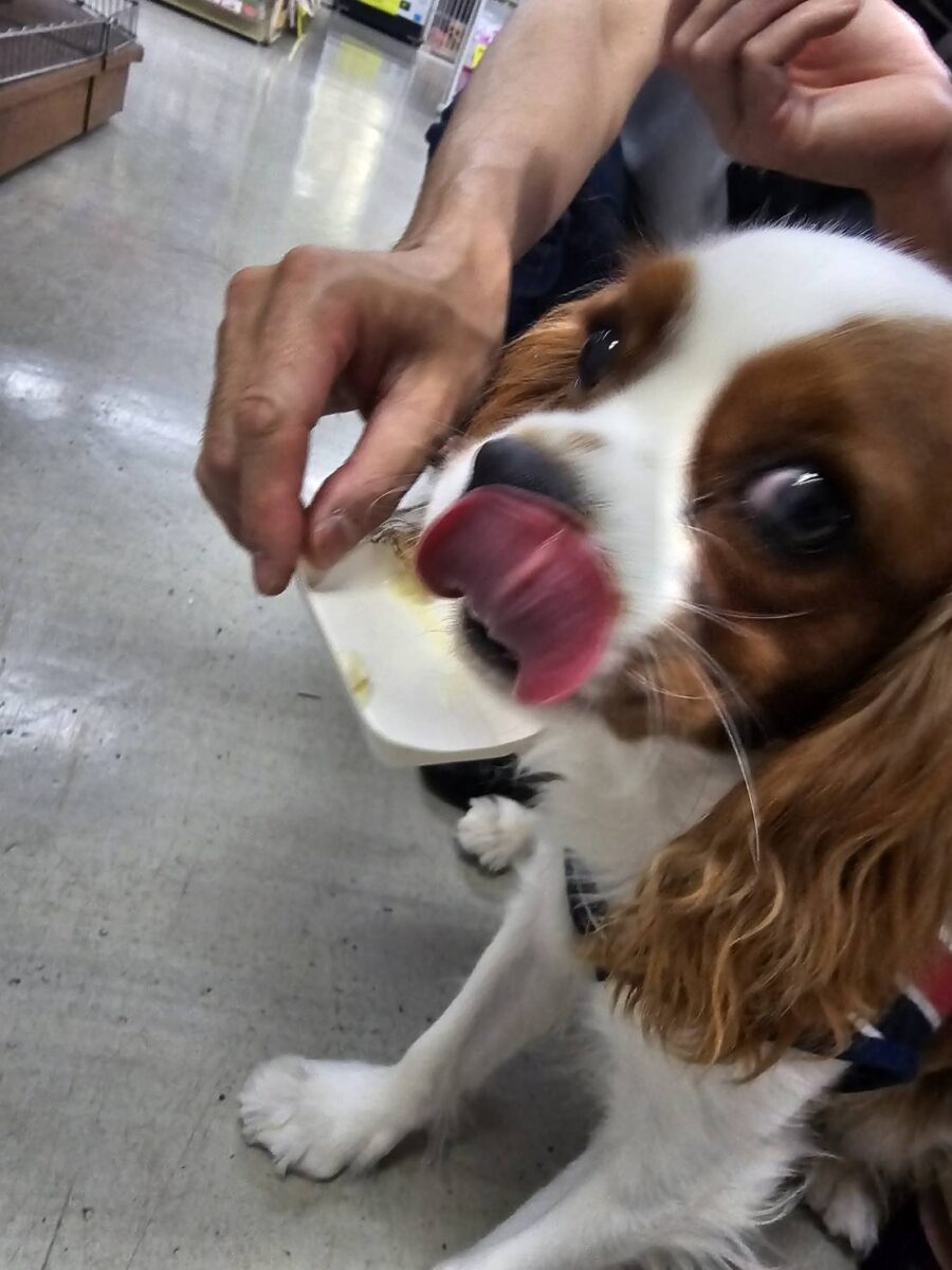 愛犬のわんにゃんアイス試食会! 説明画像です