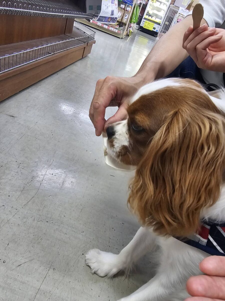 愛犬のわんにゃんアイス試食会! 説明画像です