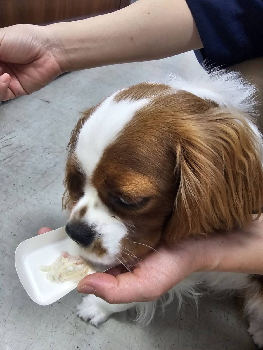 愛犬のわんにゃんアイス試食会! 説明画像です