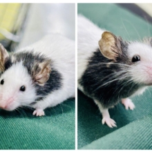 【最新画像更新☆☆】日本では見れなくなったパンダを飼うチャンス？？　パンダマウス
