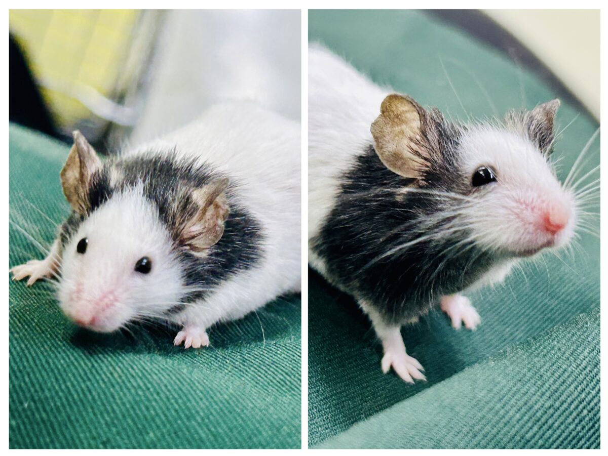 【最新画像更新☆☆】日本では見れなくなったパンダを飼うチャンス?? パンダマウス パンダマウス