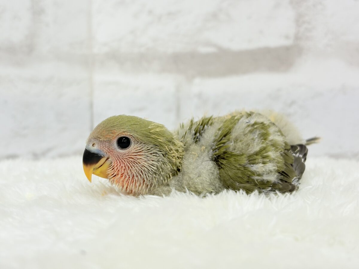 コザクラインコ（小桜インコ）