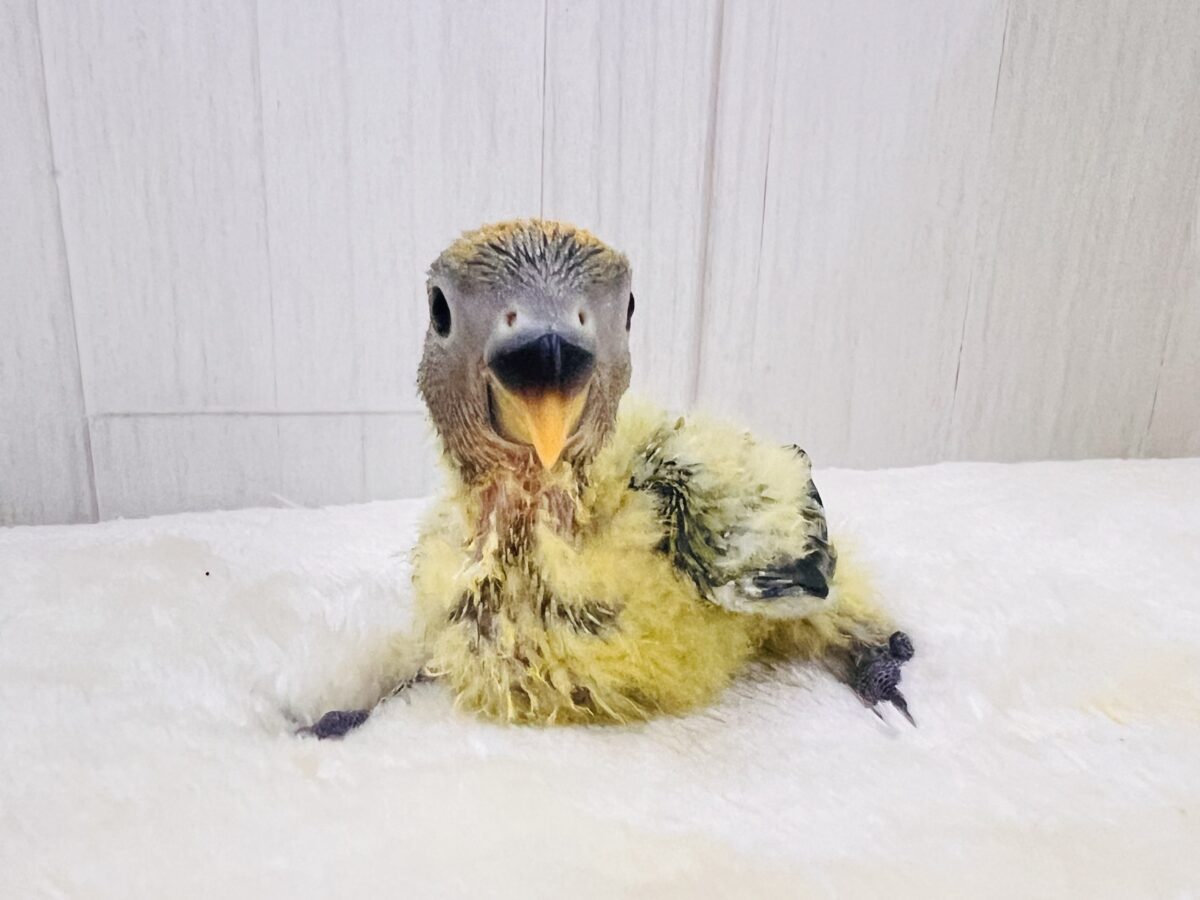 コザクラインコ（小桜インコ）