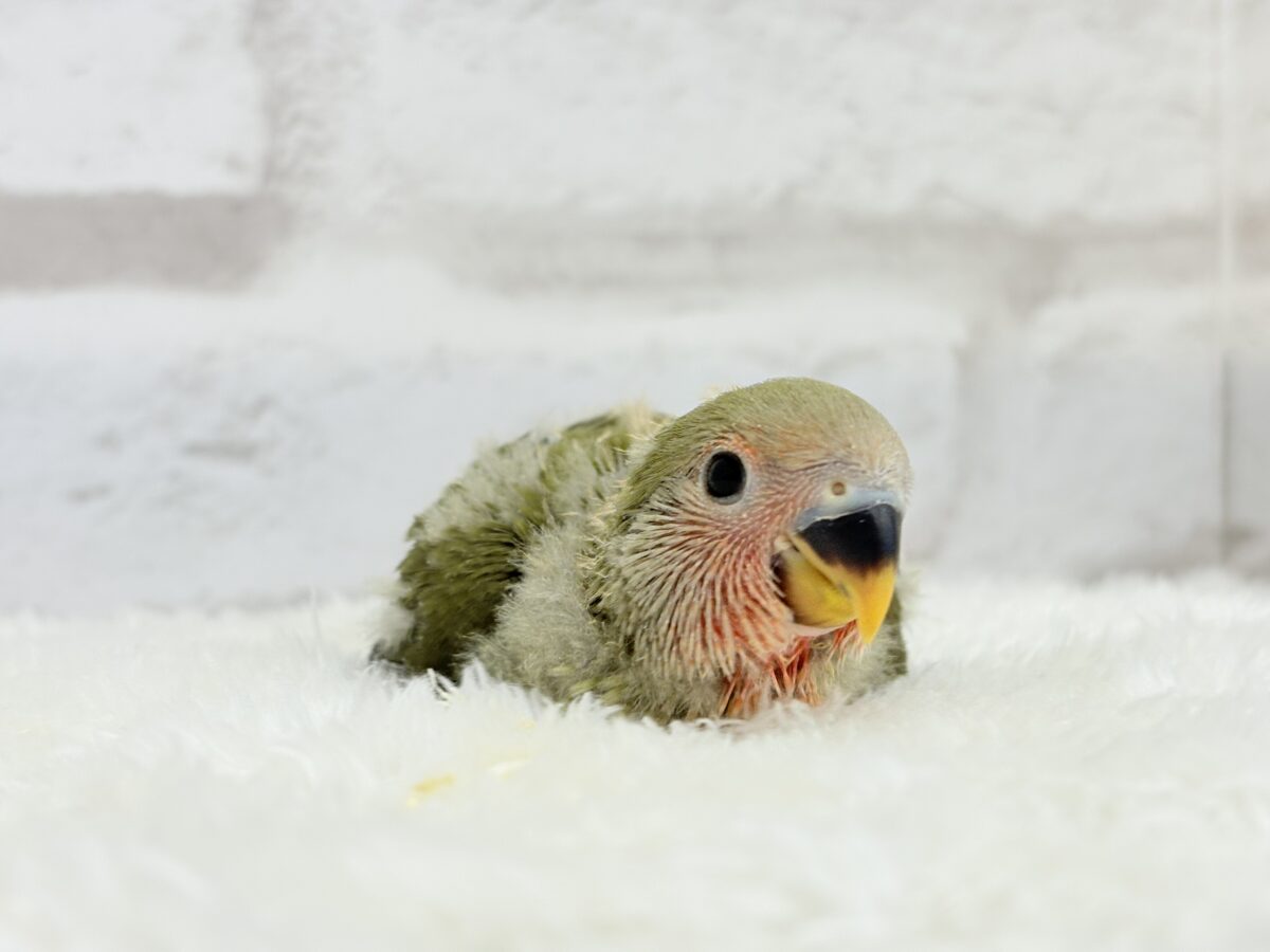 【最新画像更新🪄】わた毛たっぷりベビベビコザたん🐣💚コザクラインコ(オリーブ) ヒナ コザクラインコ(小桜インコ)