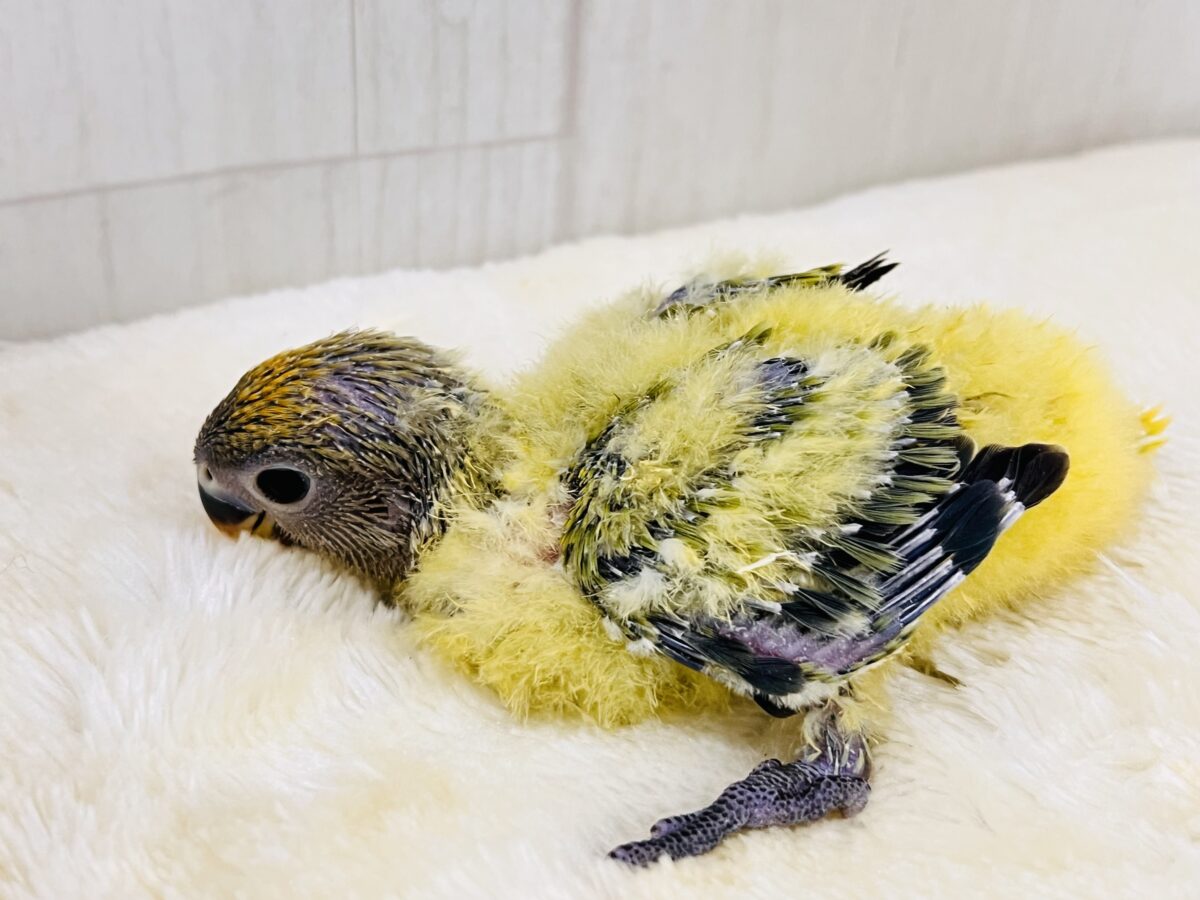 コザクラインコ（小桜インコ）