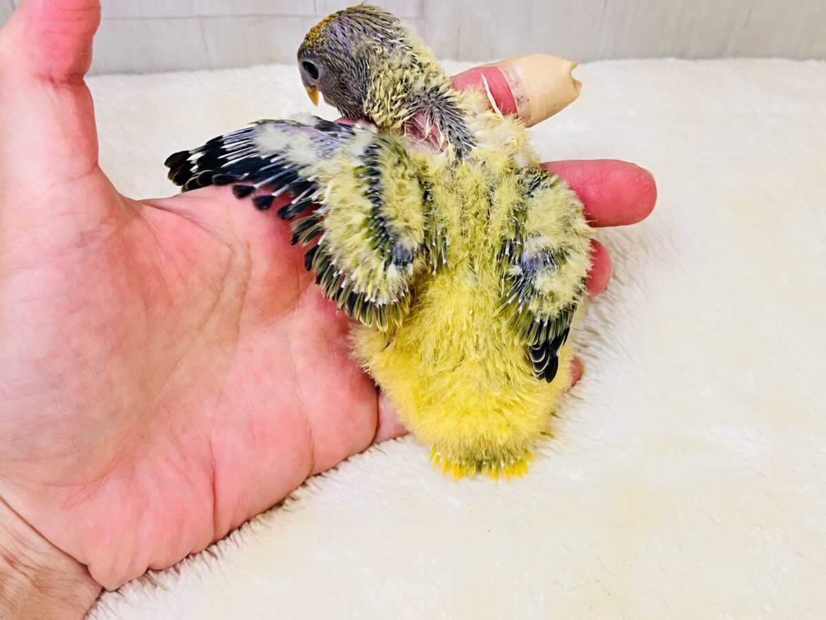 わたわたミカン🍊♡小桜インコのオレンジフェイスオパーリン 入舎しました💖 コザクラインコ(小桜インコ)