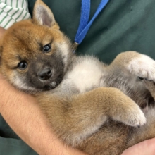 もちもちまんじゅう？柴犬くん！