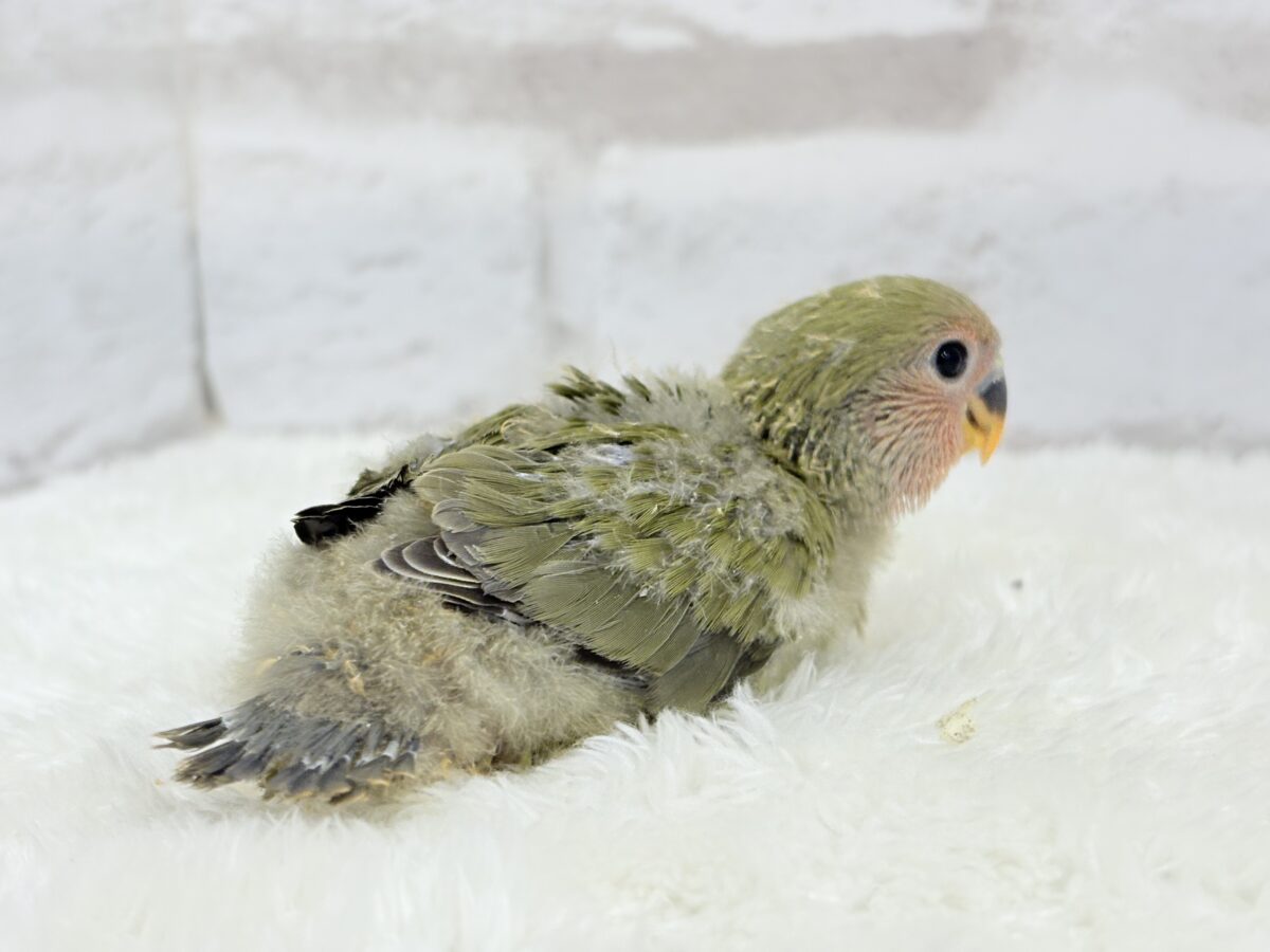 コザクラインコ（小桜インコ）