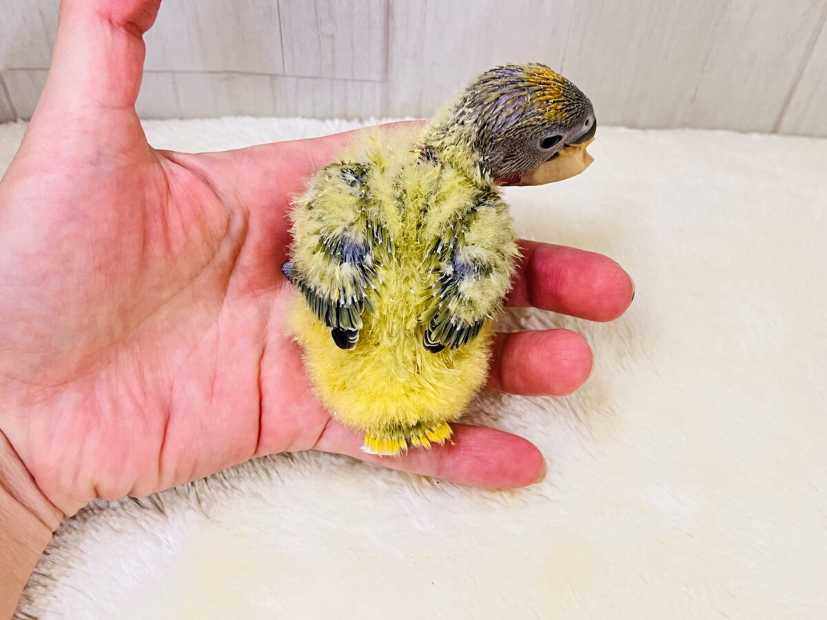わたわたミカン🍊♡小桜インコのオレンジフェイスオパーリン 入舎しました💖 コザクラインコ(小桜インコ)