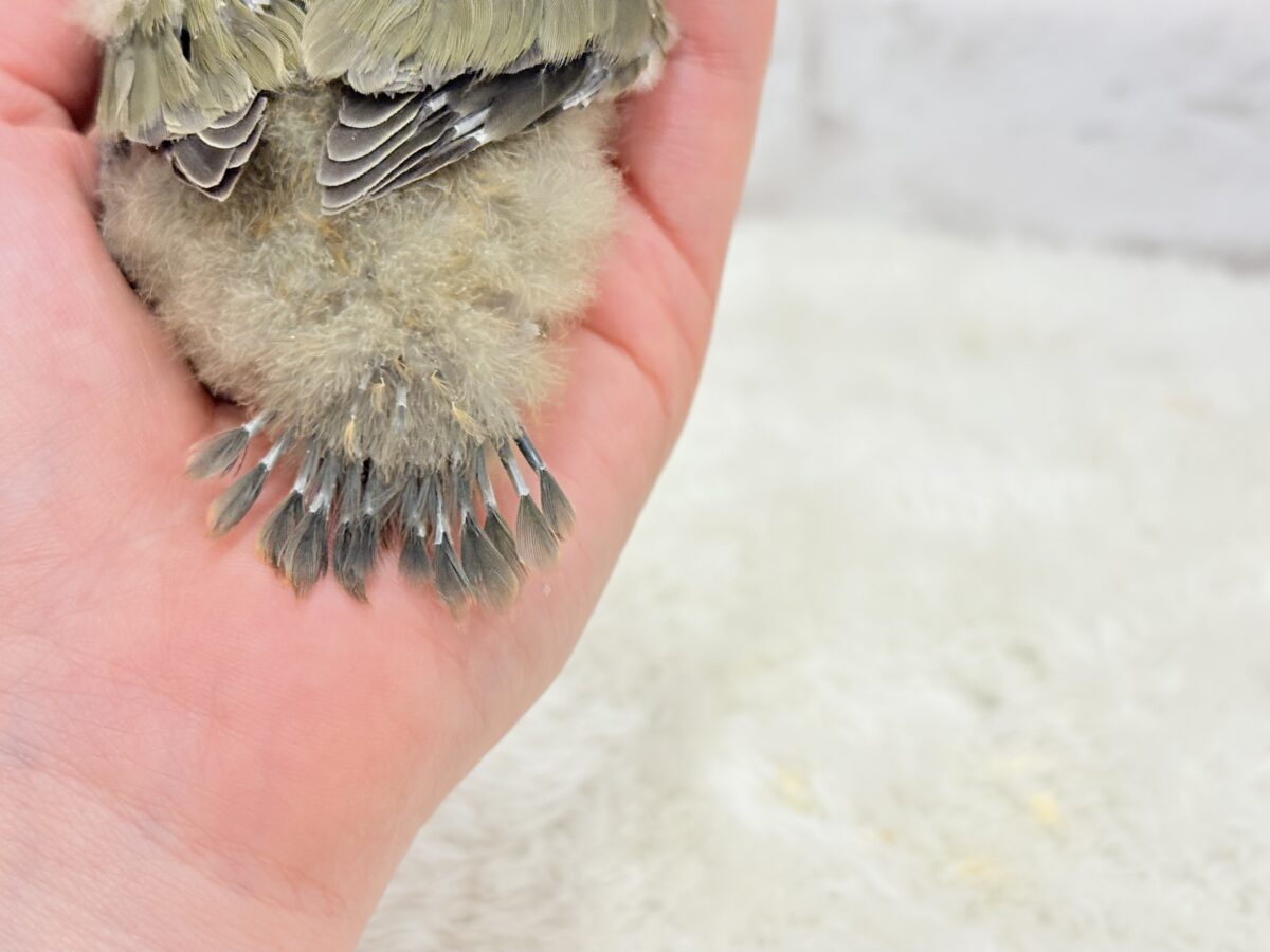 【最新画像更新🪄】わた毛たっぷりベビベビコザたん🐣💚コザクラインコ(オリーブ) ヒナ コザクラインコ(小桜インコ)