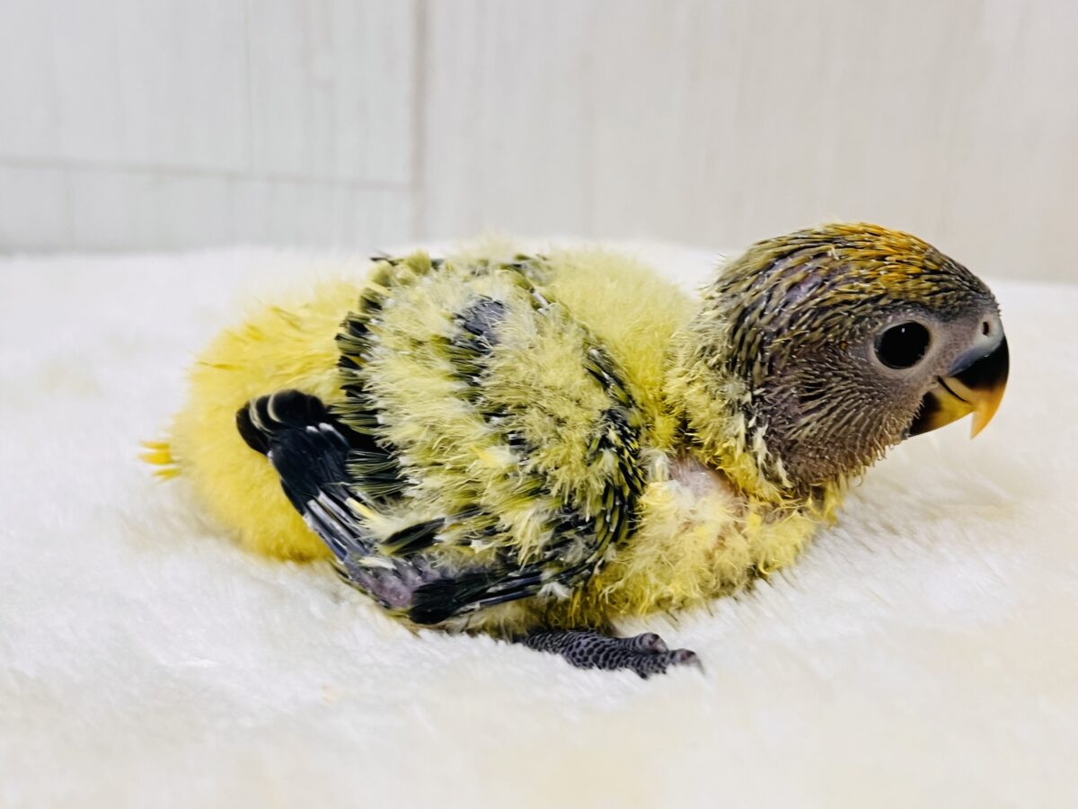 コザクラインコ（小桜インコ）