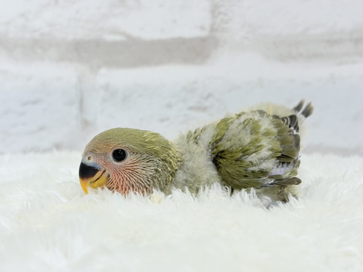 コザクラインコ（小桜インコ）