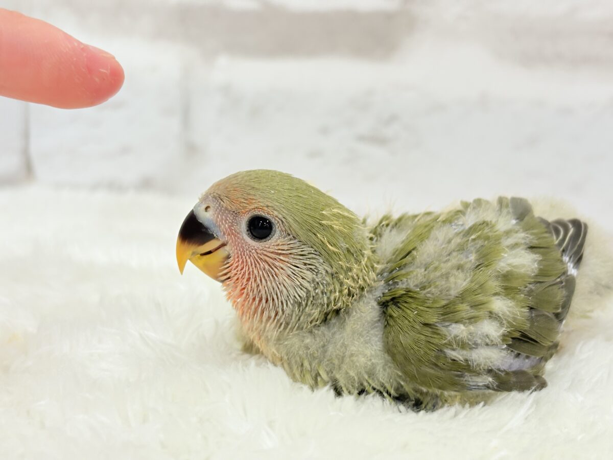 【最新画像更新🪄】わた毛たっぷりベビベビコザたん🐣💚コザクラインコ(オリーブ) ヒナ コザクラインコ(小桜インコ)