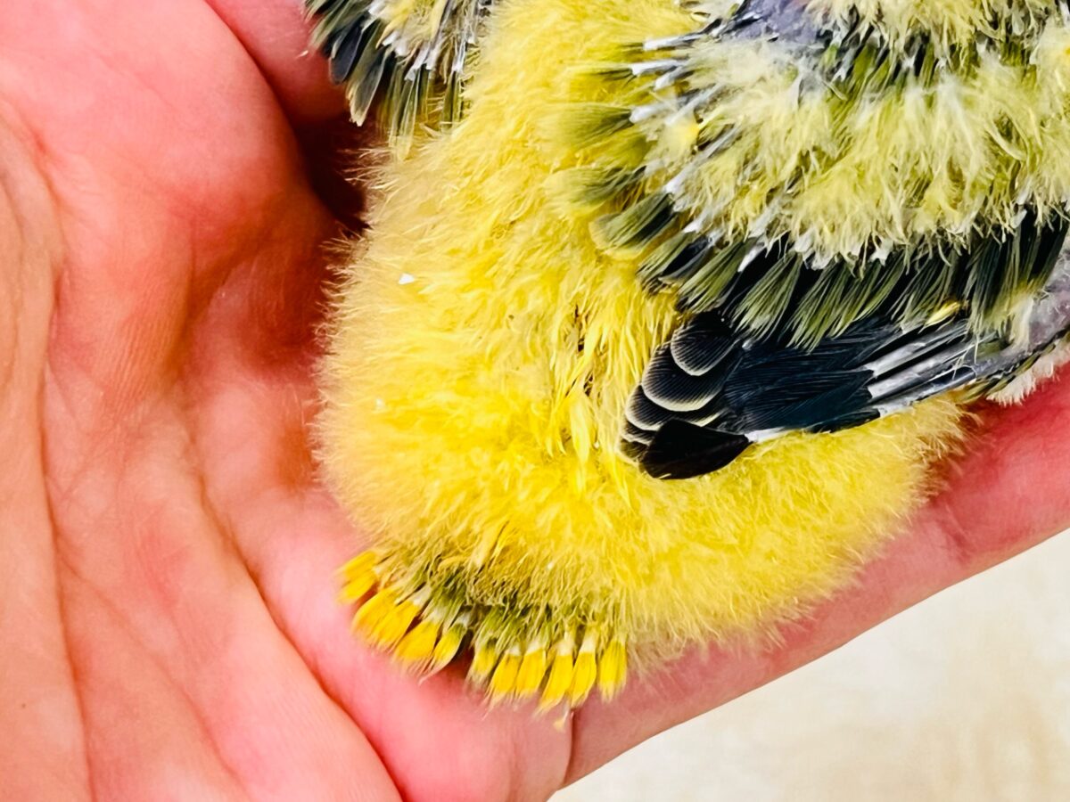 わたわたミカン🍊♡小桜インコのオレンジフェイスオパーリン 入舎しました💖 コザクラインコ(小桜インコ)