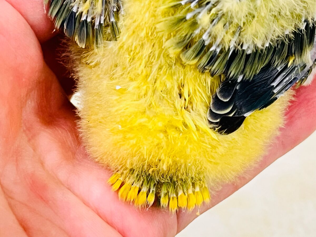 コザクラインコ（小桜インコ）
